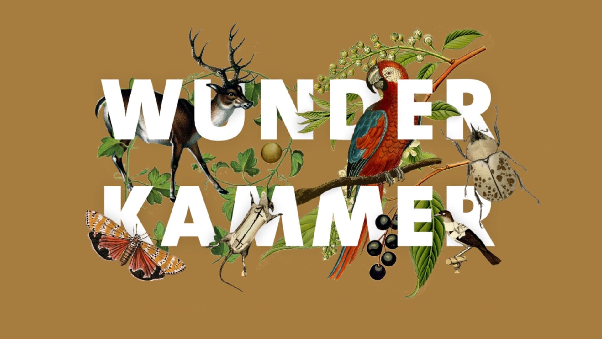 Wunderkammer NYC at The Bell House